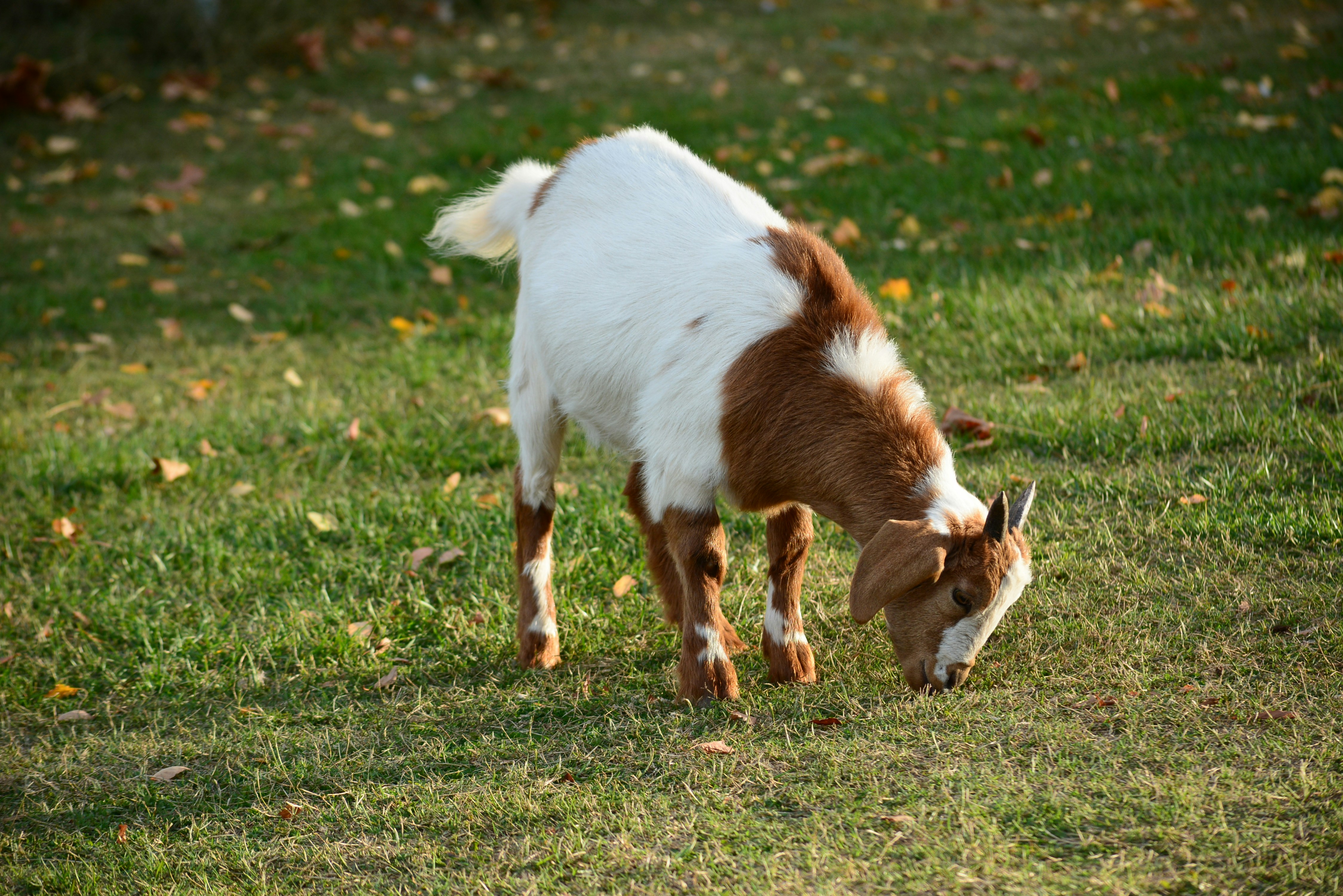 Goats grazing on land