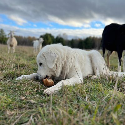 Everything is under control. Time for a snack.