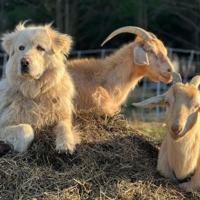 Maremma on duty.