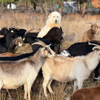 Maremma and goats chilling together.