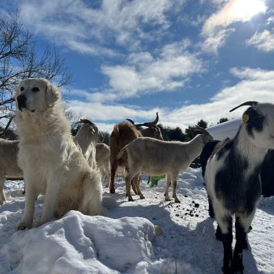 Maremma and goats in harmony.