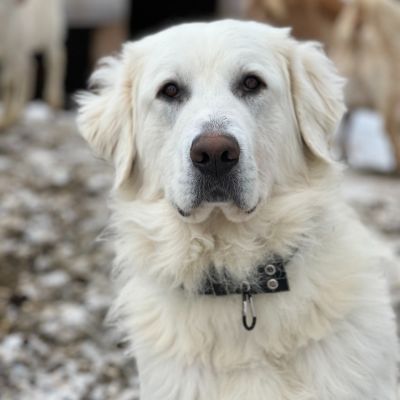 Maremma on duty.