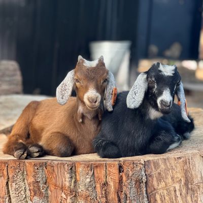 fam babies