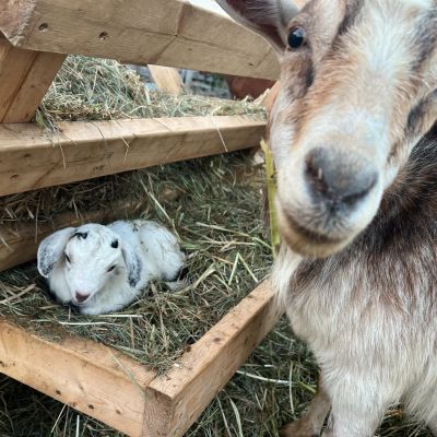 fam goat and baby