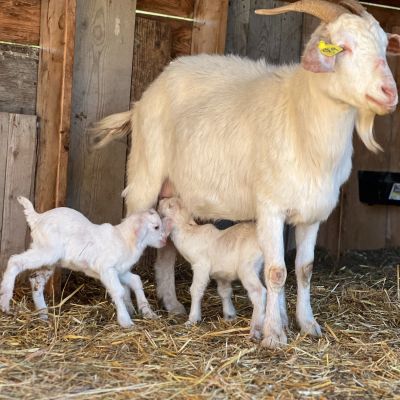 fam goat babies