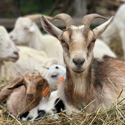 fam goats
