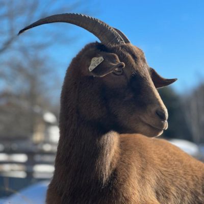 brown goat