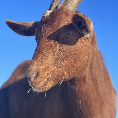 brown goat