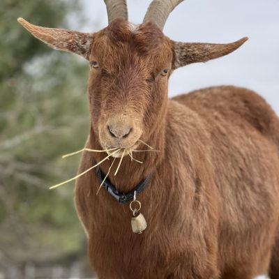 brown goat