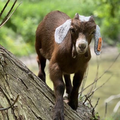 brown goat young