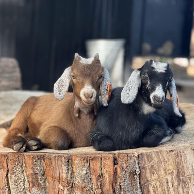 fam babies