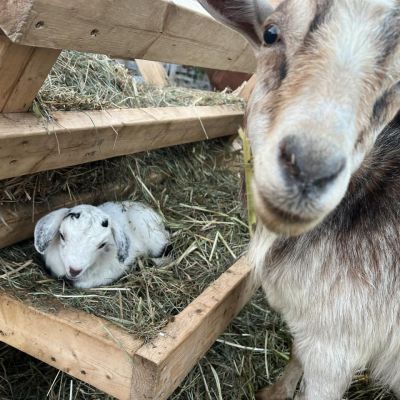 fam goat and baby