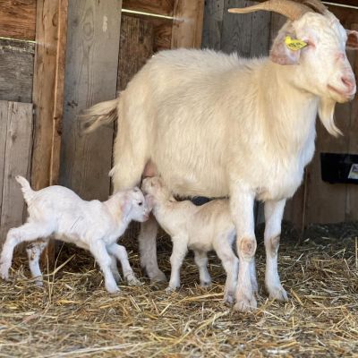 fam goat babies