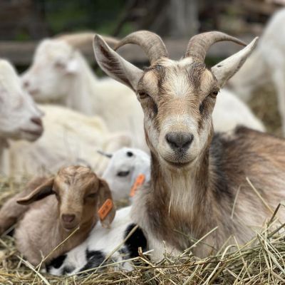 fam goats