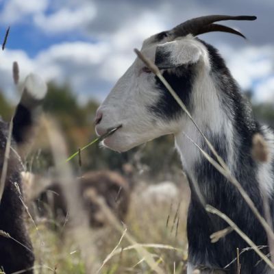 goat eating
