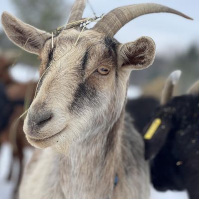 goat silly
