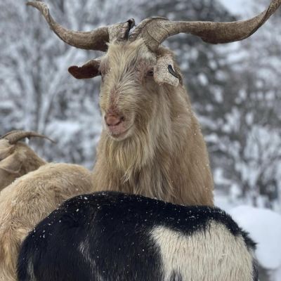 goat tall