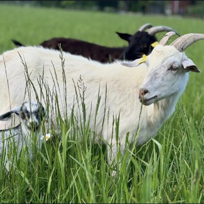 goat white