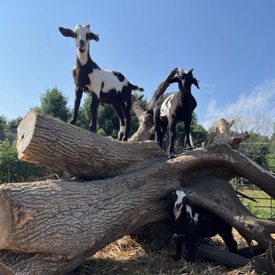 goats climb