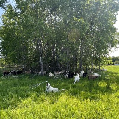 goats copse