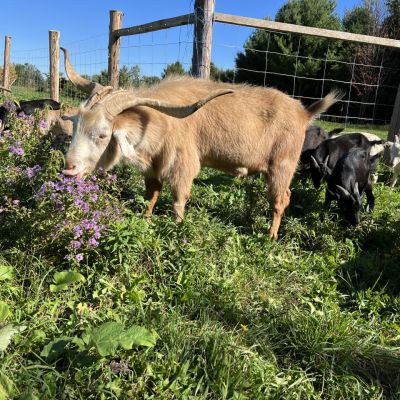 goats eating