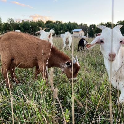goats in a field