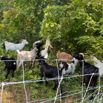 grazing