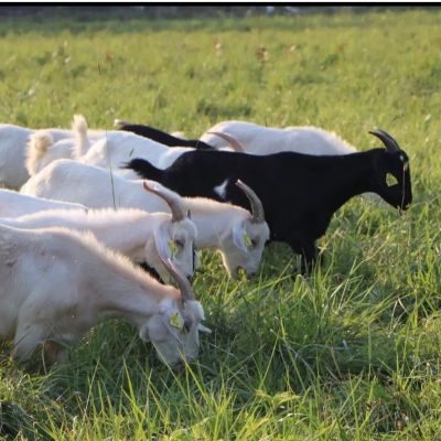 grazing