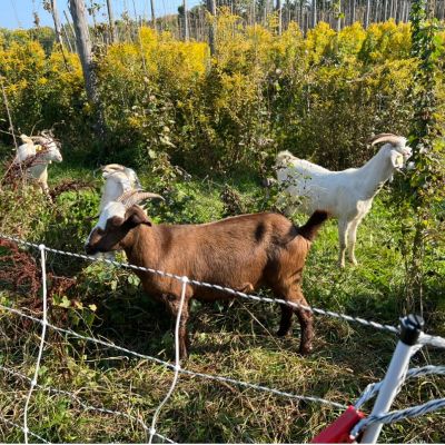 grazing