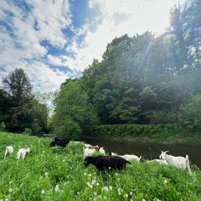 grazing