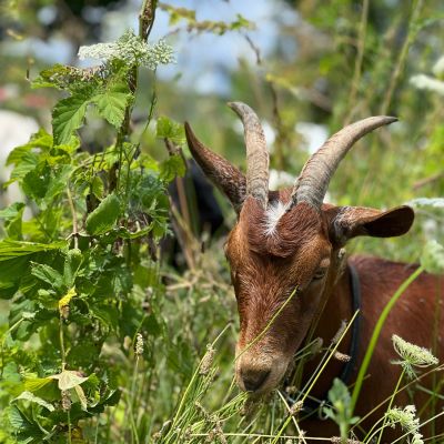 grazing