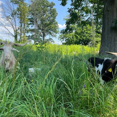grazing