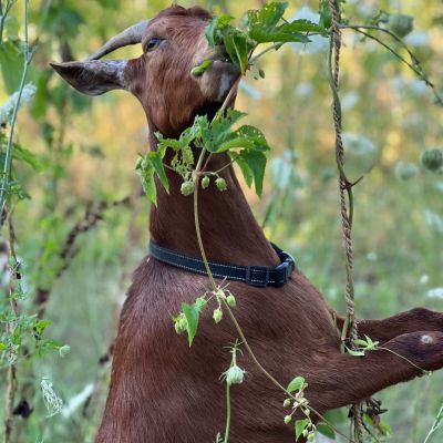 grazing