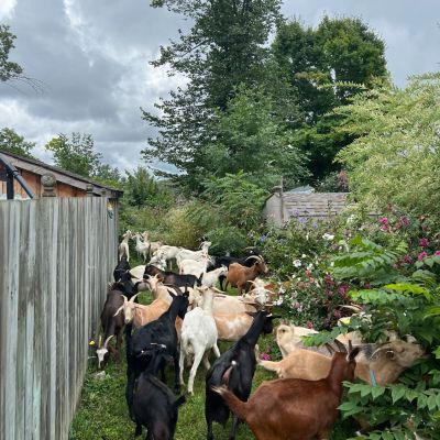 grazing