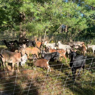 grazing