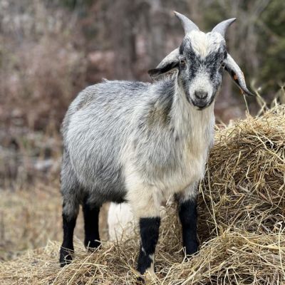 grey goat