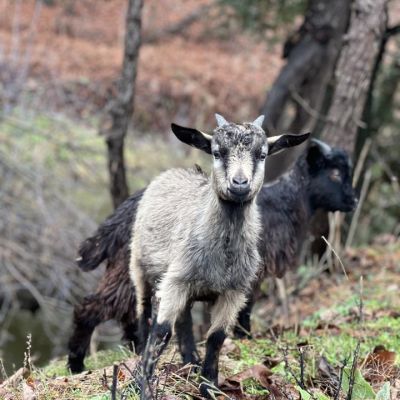 grey goat