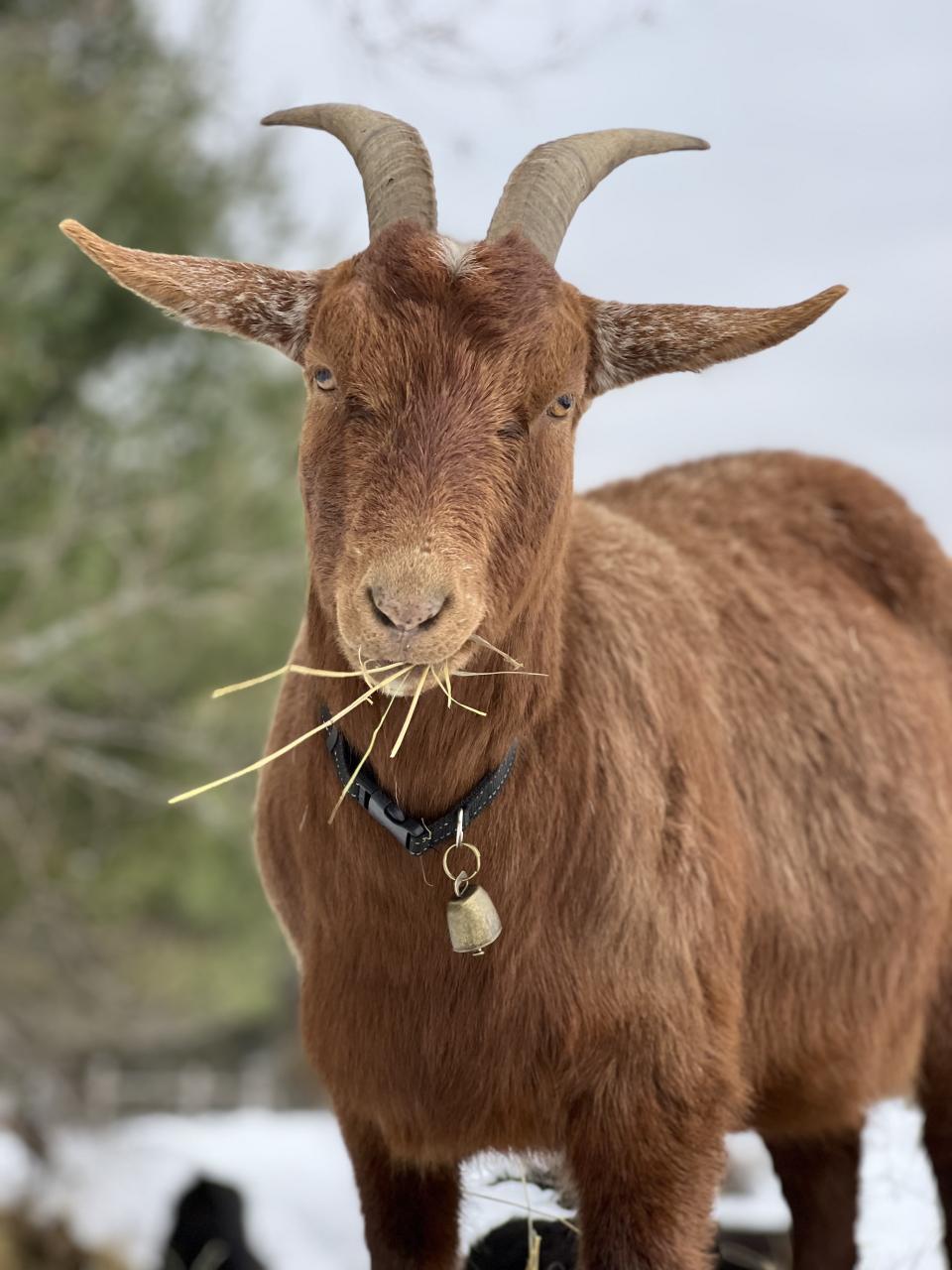 A close-up of a brown goat with horns chewing a bit of hay, looking directly at us.