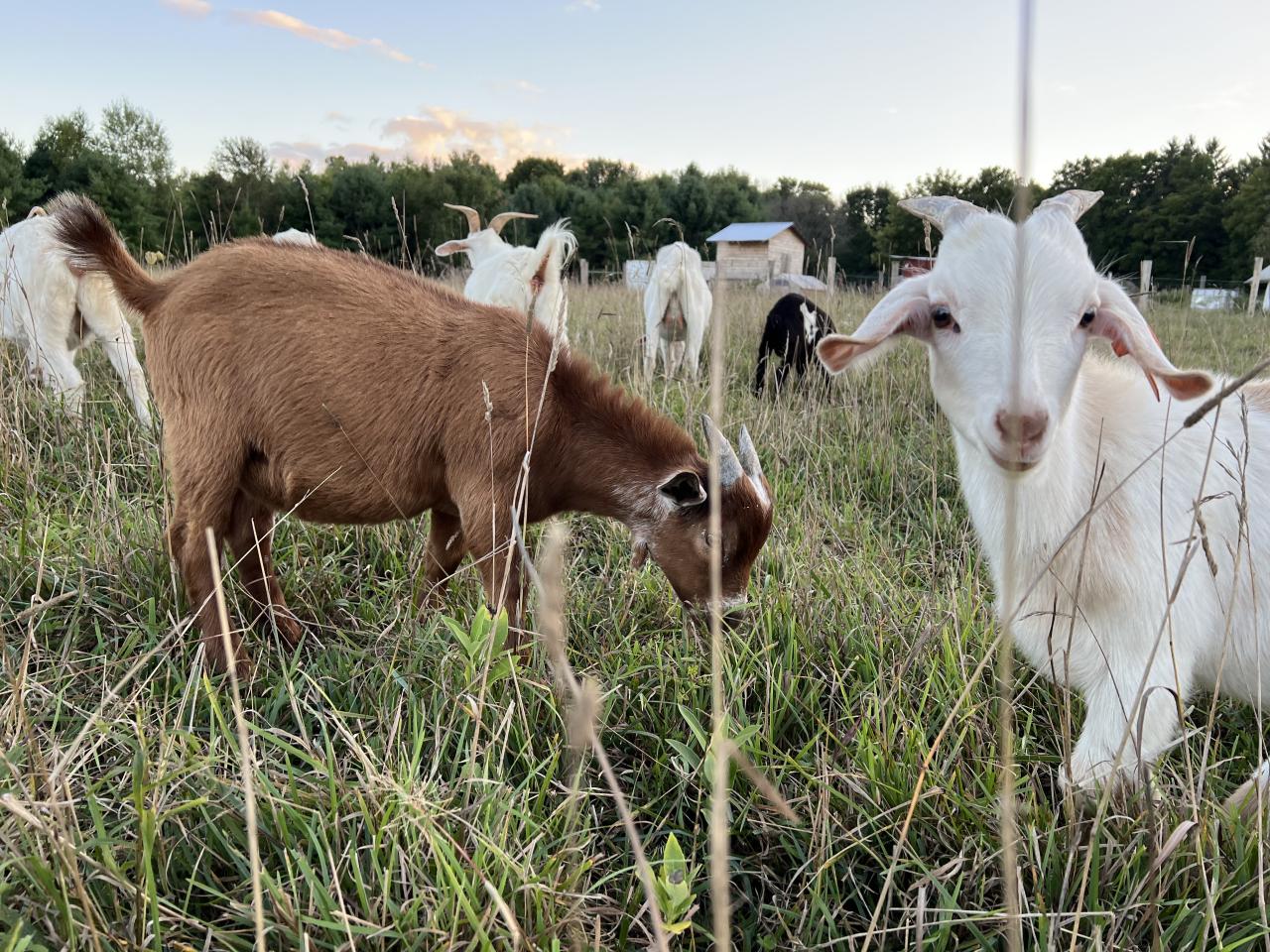 Several kiko goats in a field, one looking directly at us, the others happily grazing.